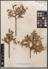 Salix californica Bebb